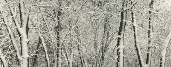 Snow-covered Trees, Yosemite, 1989