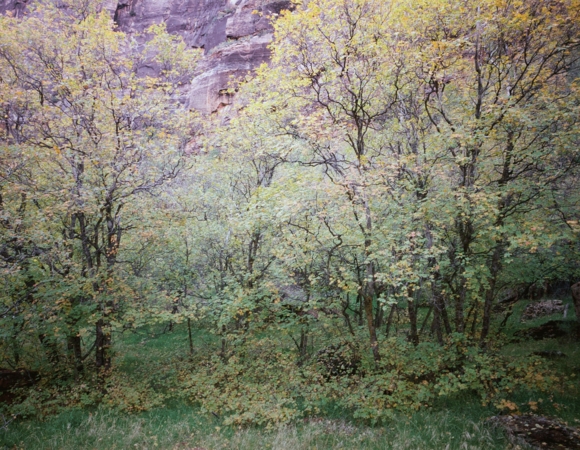 Fall Color, Utah, 1998
