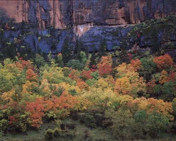 Autumn Color, Zion National Park, 1998