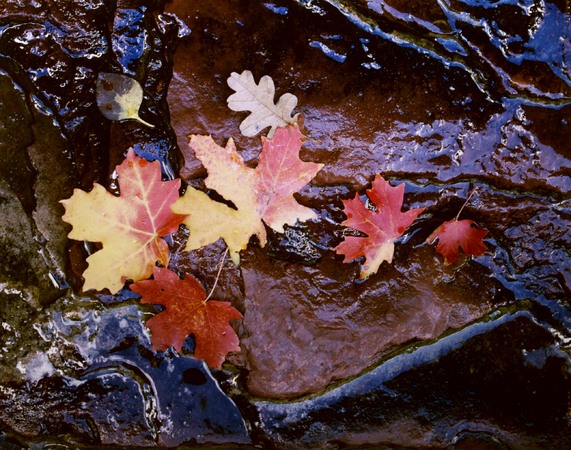 Autumn Leaves on Rock, Zion National Park, 1998