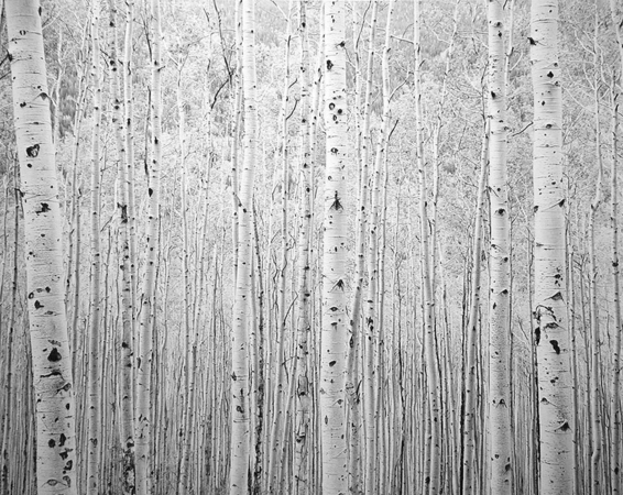 Aspen Grove near Independence Pass, Colorado, 1986