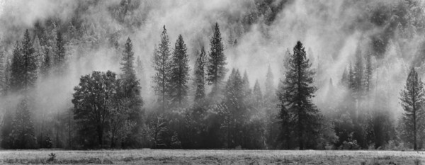 Trees in Mist, Yosemite National Park