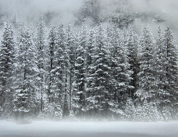 Snow-covered Trees, Yosemite National Park