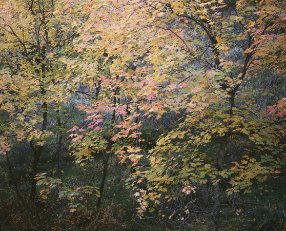 Fall Color, Utah, 1998